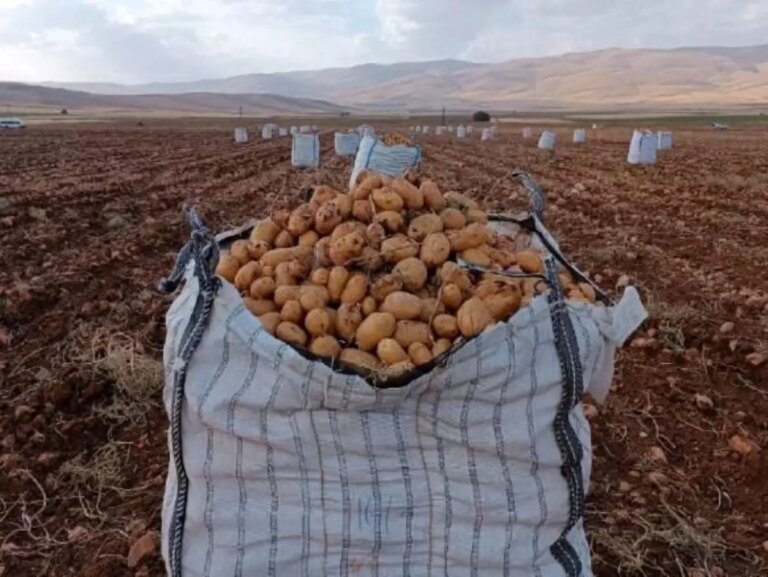 Malatya’nın Palanga Mahallesi’nde Patates Hasadı Başladı