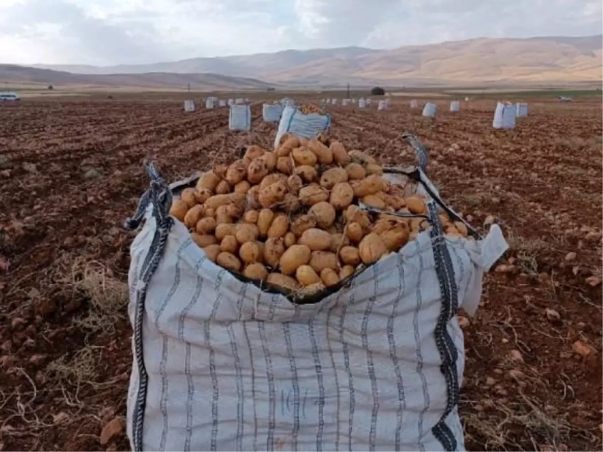 Malatya’nın Palanga Mahallesi’nde Patates Hasadı Başladı