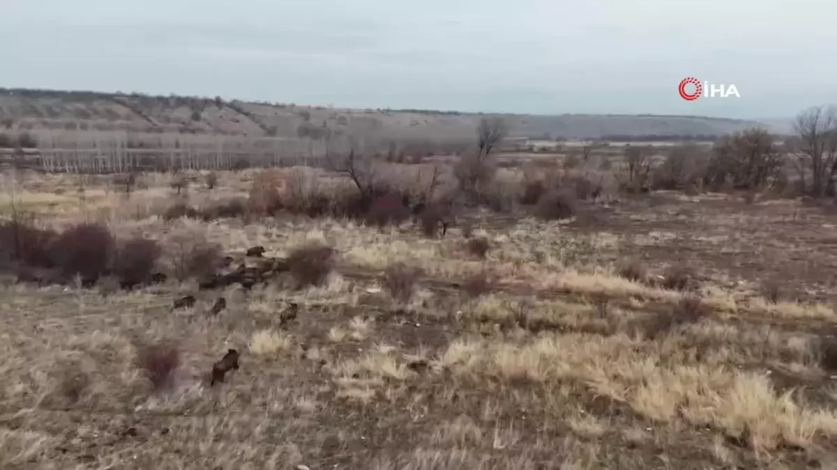 Malatya’da Yaban Domuzları Ekili Arazileri Tahrip Ediyor