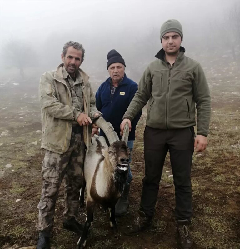 Yaralı Yaban Keçisi Tedavi İçin DKMP’ye Teslim Edildi