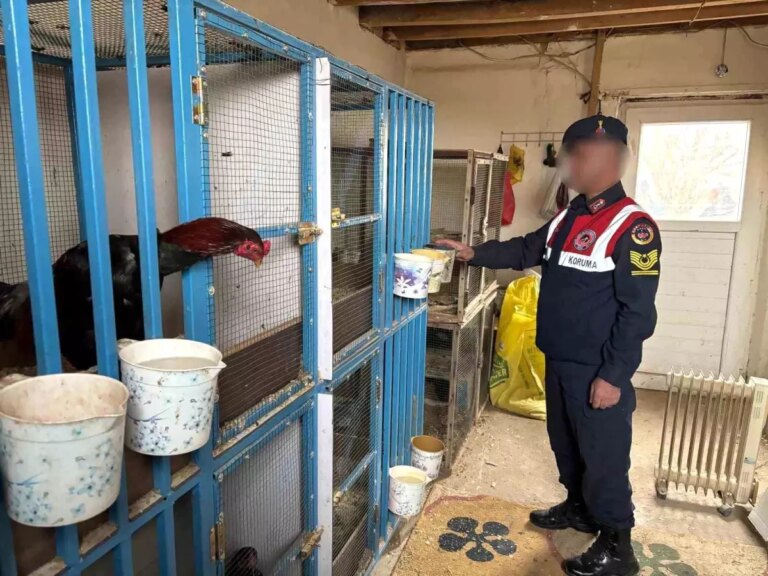 Malatya’da Horoz Dövüşü Operasyonunda Cezai İşlem Yapıldı