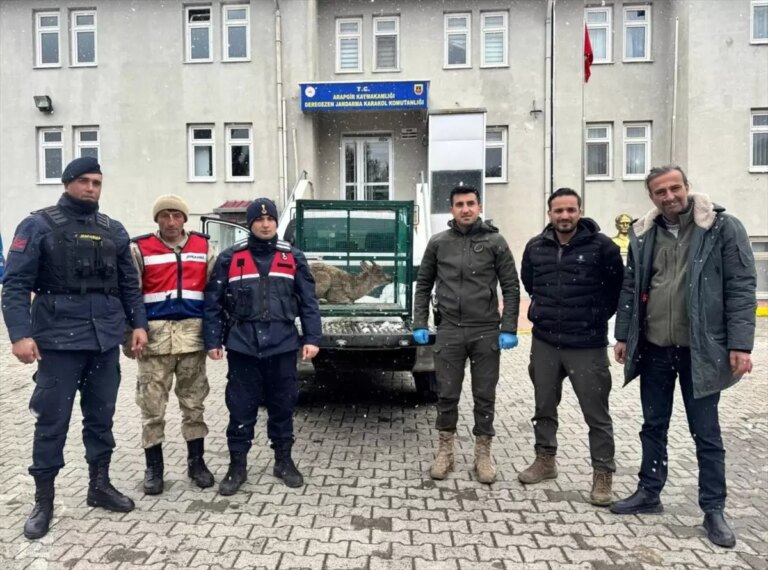 Yaralı Dağ Keçisi Malatya’da Tedavi Altına Alındı
