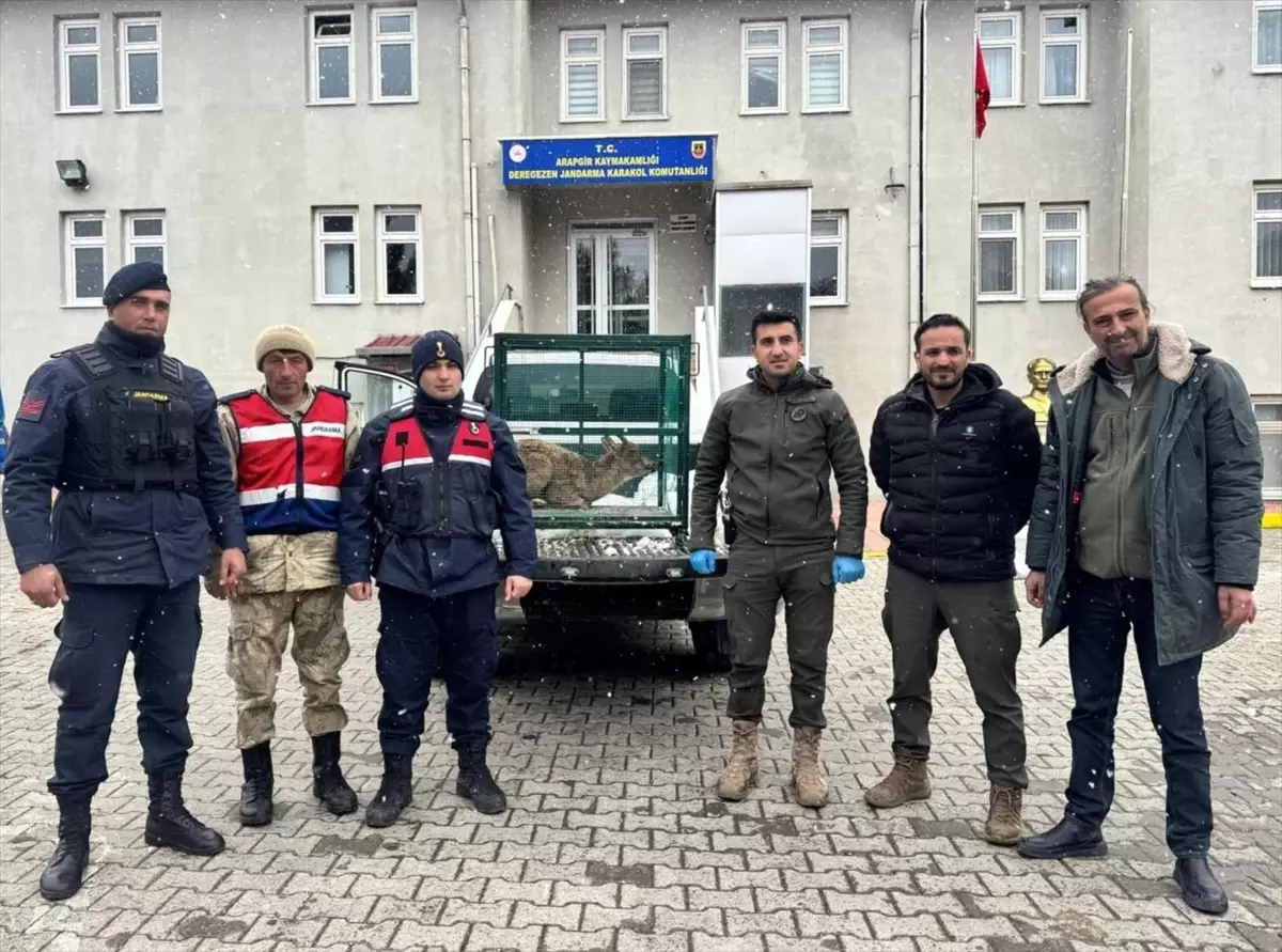 Yaralı Dağ Keçisi Malatya’da Tedavi Altına Alındı