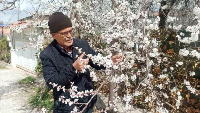 Malatya’da Kayısı Ağaçları Don Riski Altında