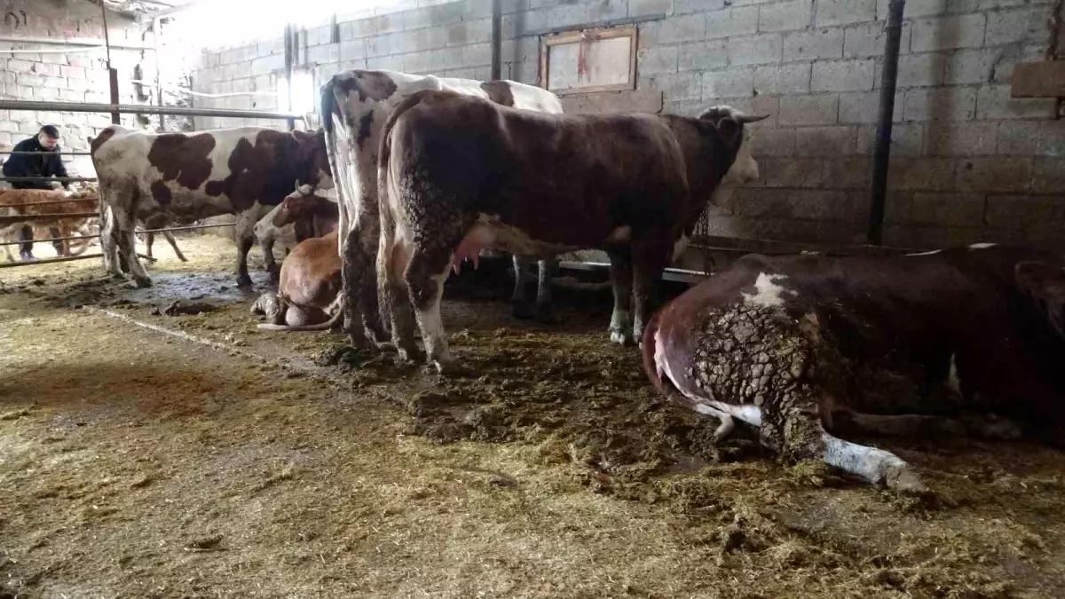 Elektrik Akımına Kapılan 4 Büyükbaş Hayvan Telef Oldu